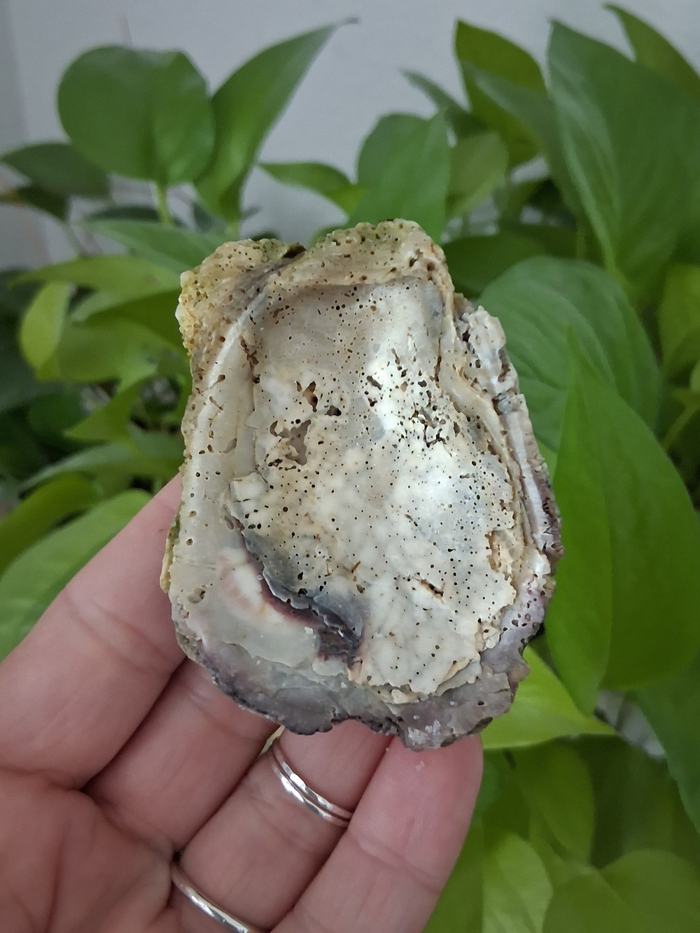 Natural Iridescent Oyster Shell - Cream, Gray, Purple Tones
